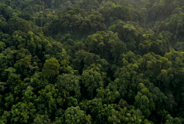 El EUDR: desafíos, oportunidades para el Perú y posibilidades de un Pacto Verde Andino