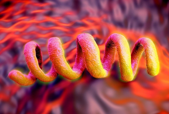 treponema-pallidum-que-revela-el-adn-antiguo-sobre-la-diversificacion-de-la-treponematosis-22102026144617