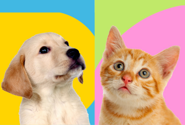 bendicion-de-patitas-pucp